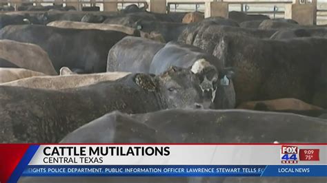 Reward offered for information on Texas cattle mutilations